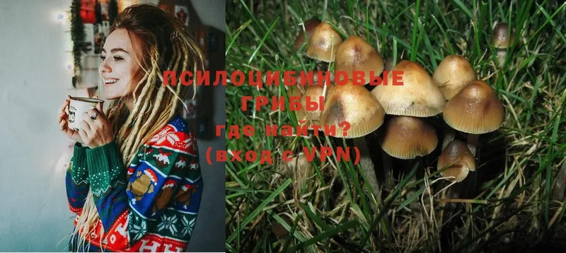 Псилоцибиновые грибы Psilocybe  как найти закладки  Уварово 